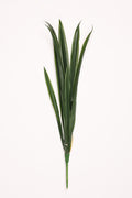 Lilium Grass- Green