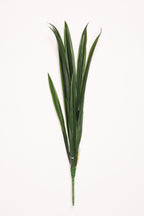 Lilium Grass- Green