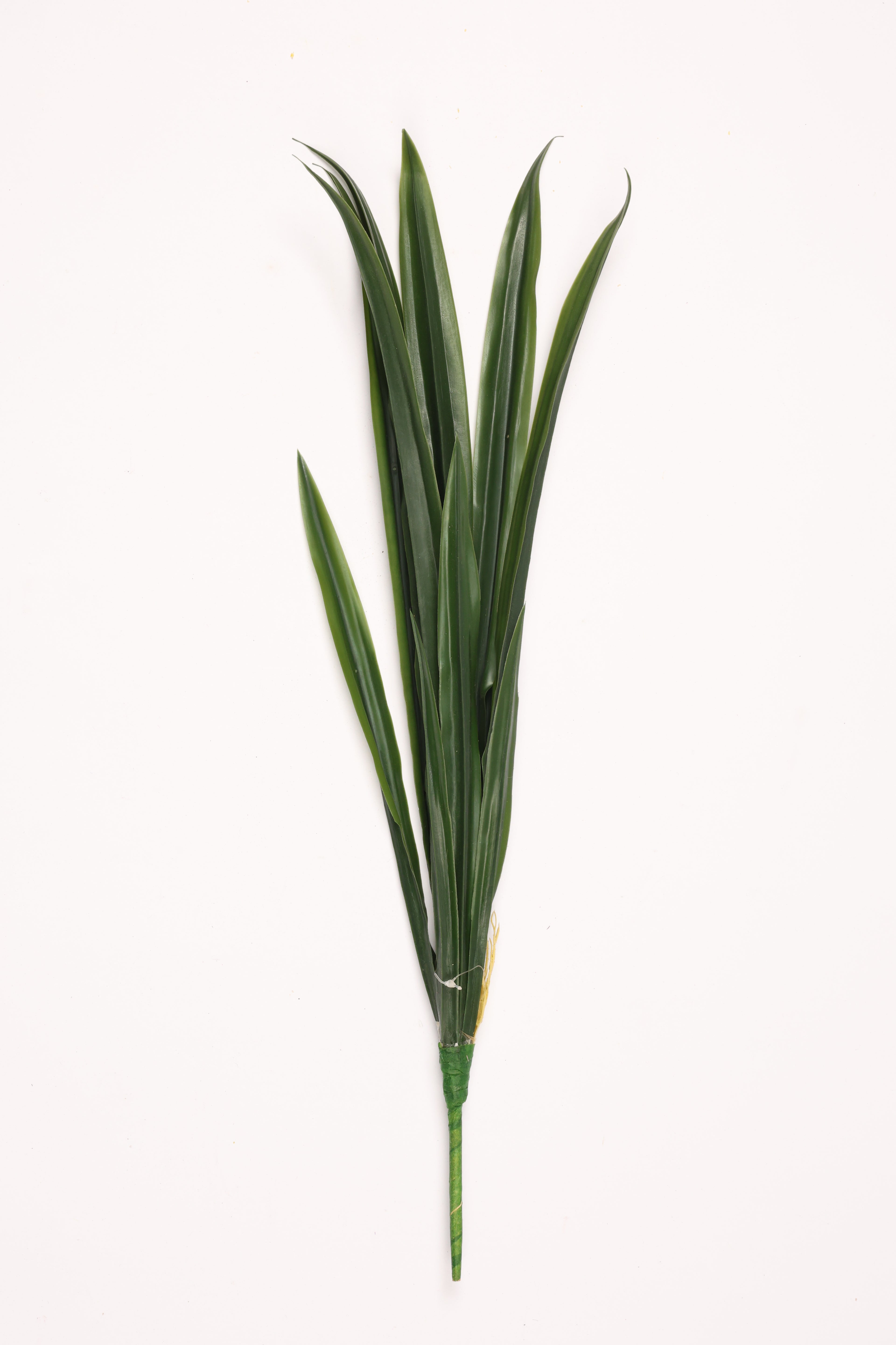 Lilium Grass- Green