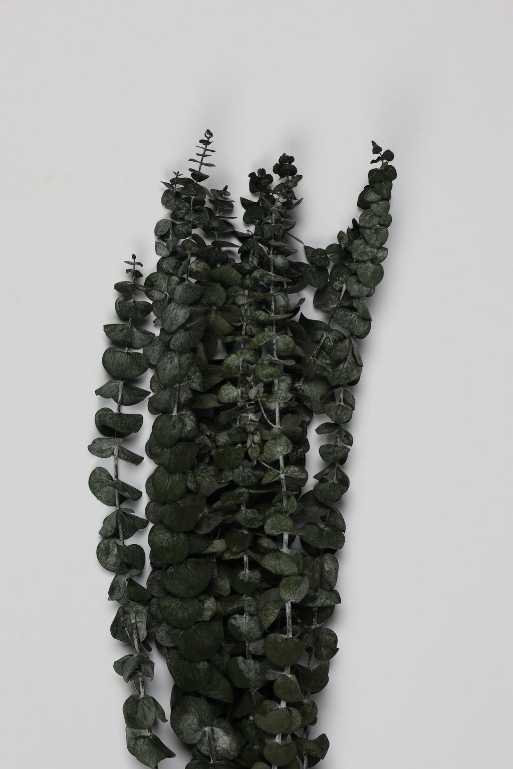 Dischidia- Green