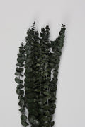 Dischidia- Green