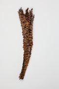 Dischidia-Burnt Brown