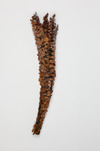 Dischidia-Burnt Brown