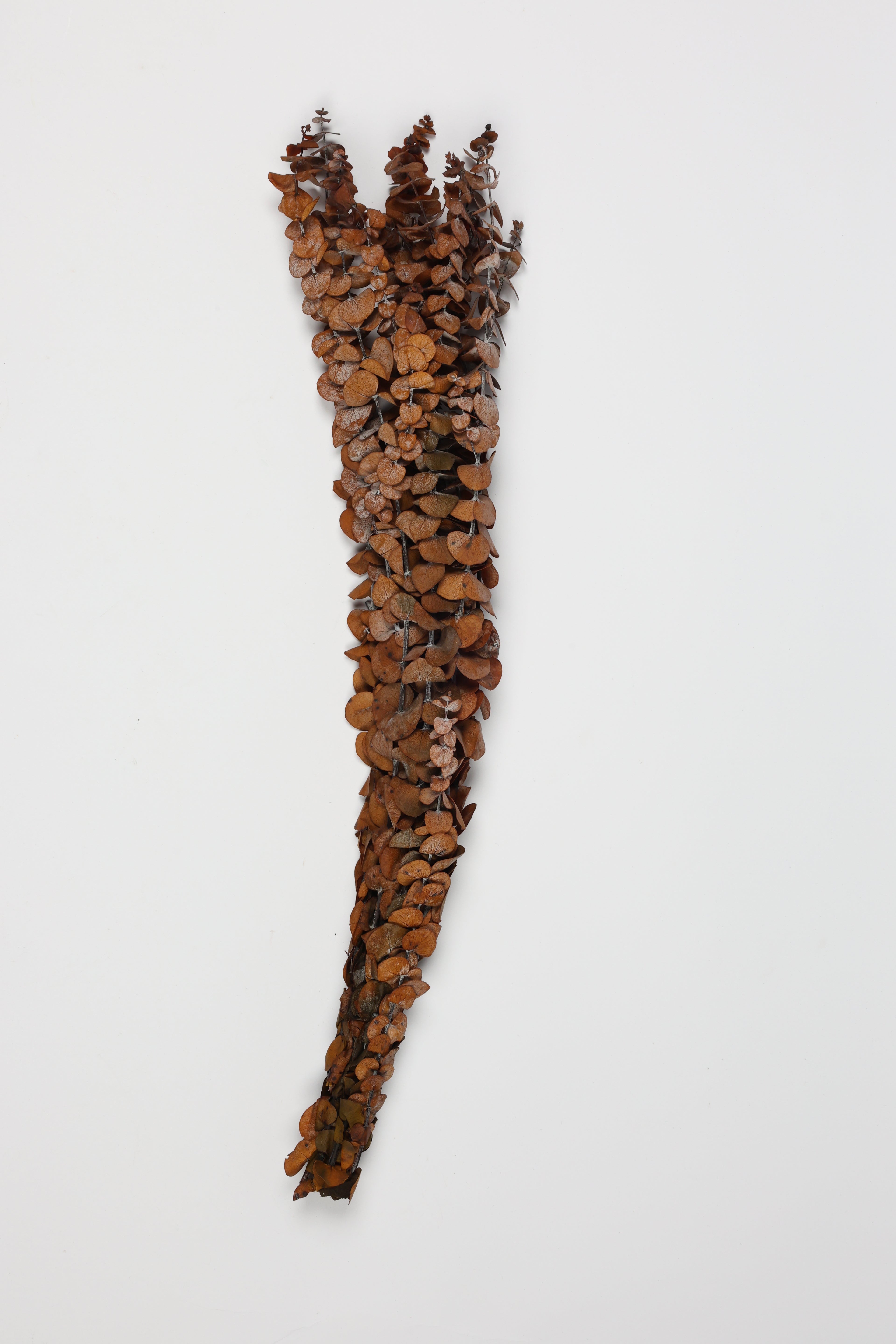 Dischidia-Burnt Brown