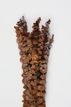 Dischidia-Burnt Brown
