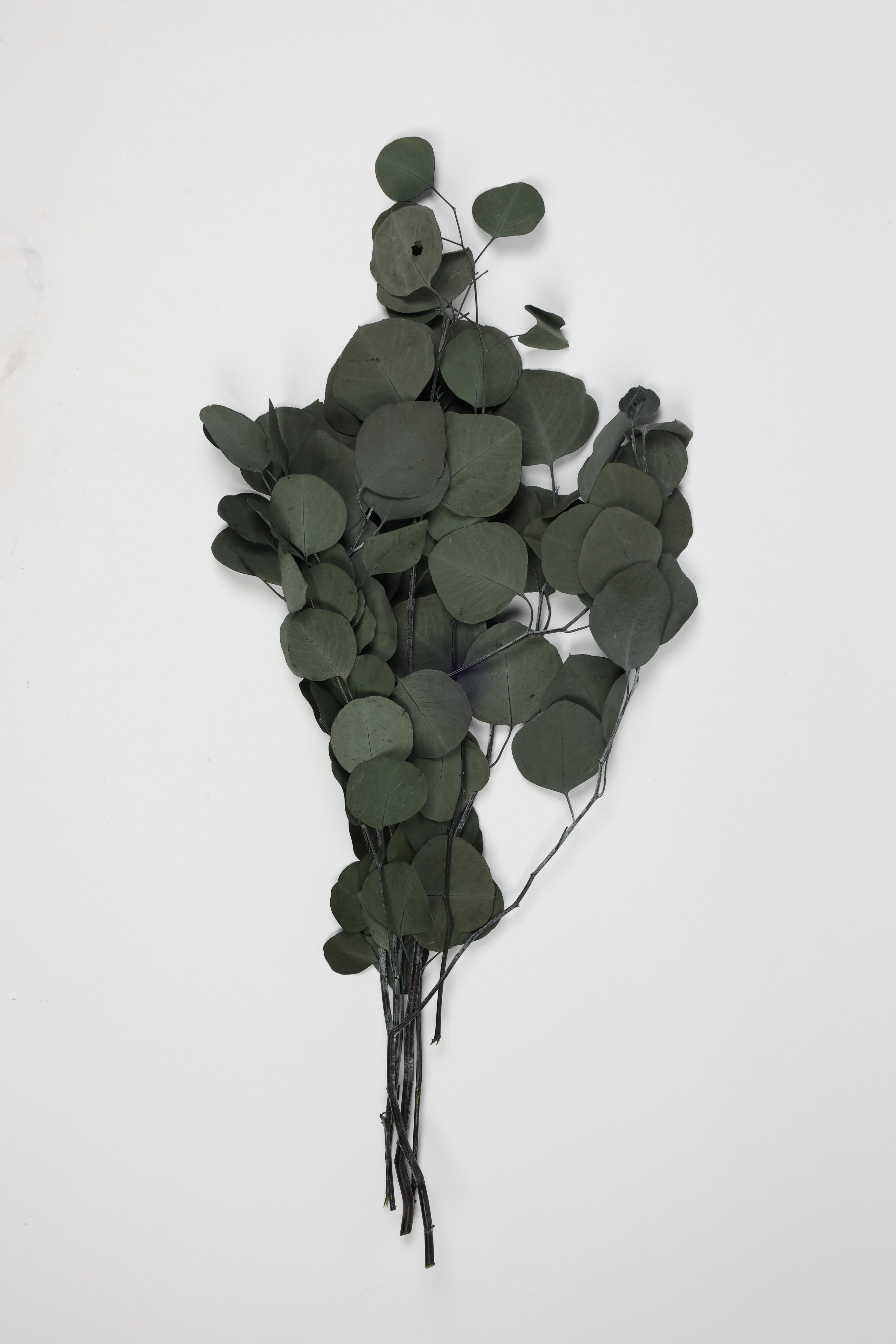 Eucalyptus- Green