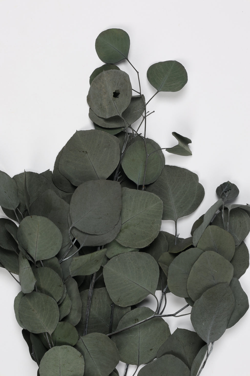 Eucalyptus- Green