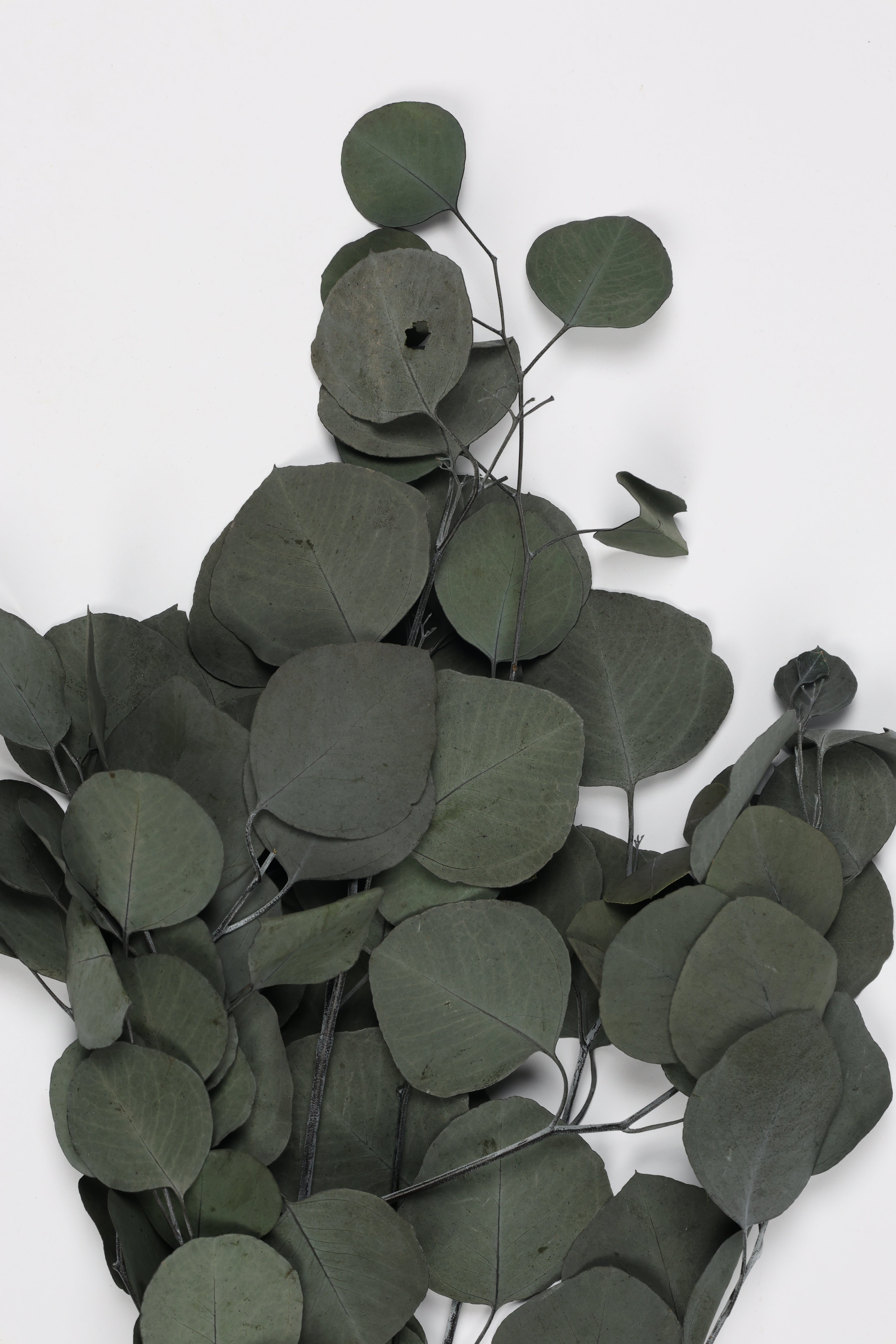 Eucalyptus- Green