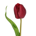 Tulip- Red